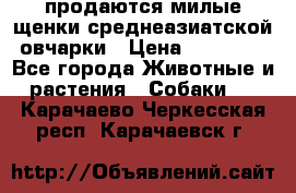 продаются милые щенки среднеазиатской овчарки › Цена ­ 30 000 - Все города Животные и растения » Собаки   . Карачаево-Черкесская респ.,Карачаевск г.